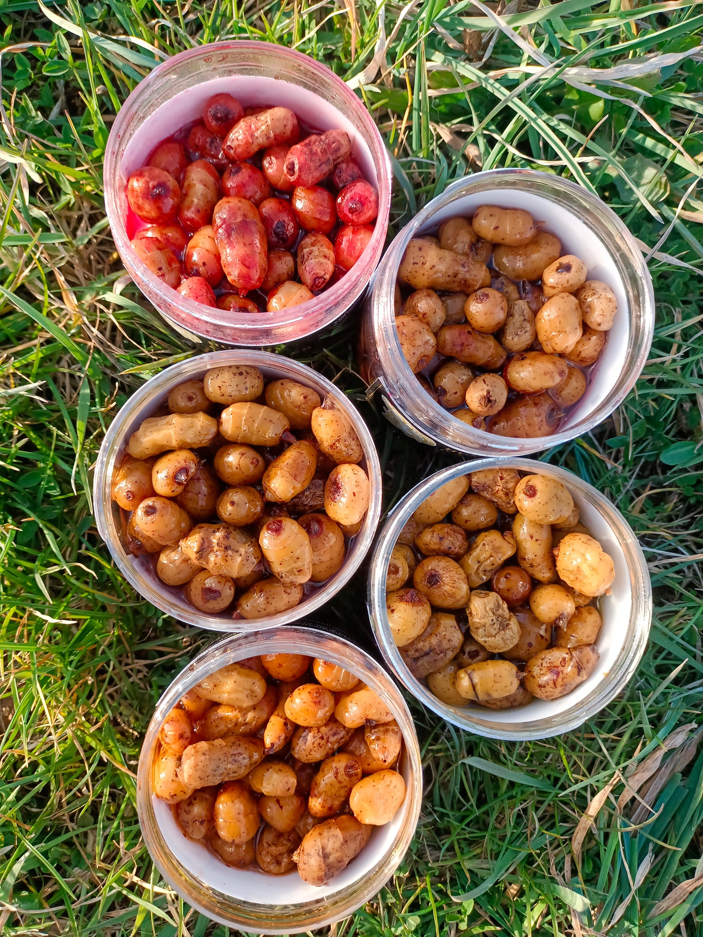 Tiger nuts XXL da innesco