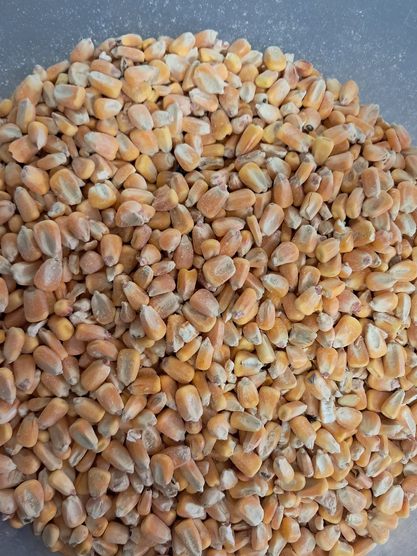 Mais granoturco secco 25 kg